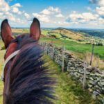 horse gets enough exercise