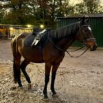 Meet Freddo – A Stunning Thoroughbred Ex-Racehorse