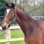 Flashy 3 year old gelding for sale
