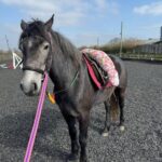 Gorgeous Connemara Mare - Hoys prospect
