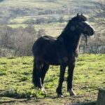 Timmy 12.1 Hands Welsh Pony